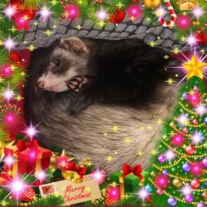 Meet your Posher, Travis